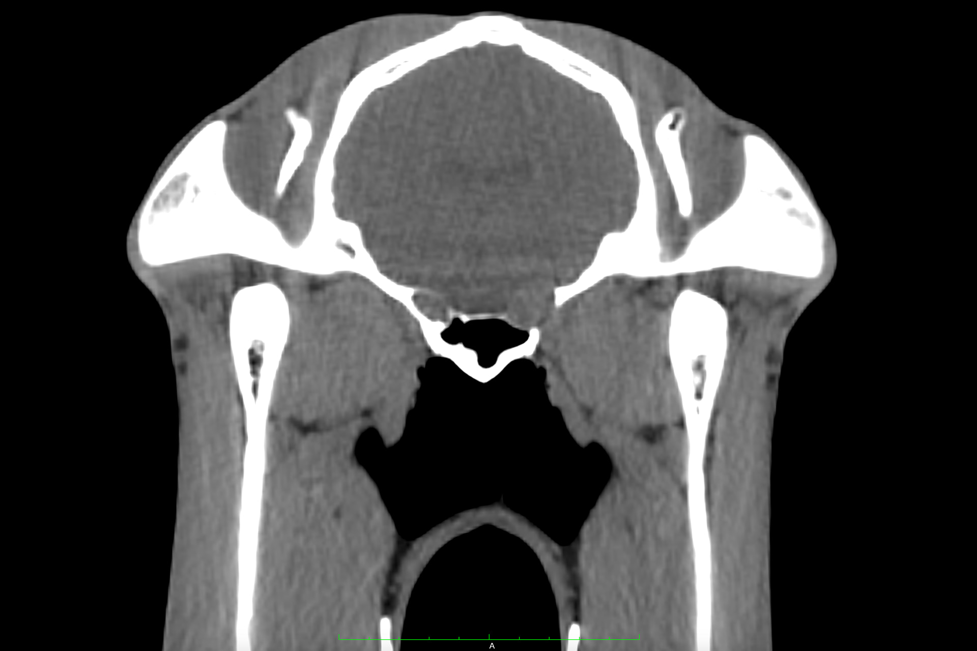 Neurological scan of horse