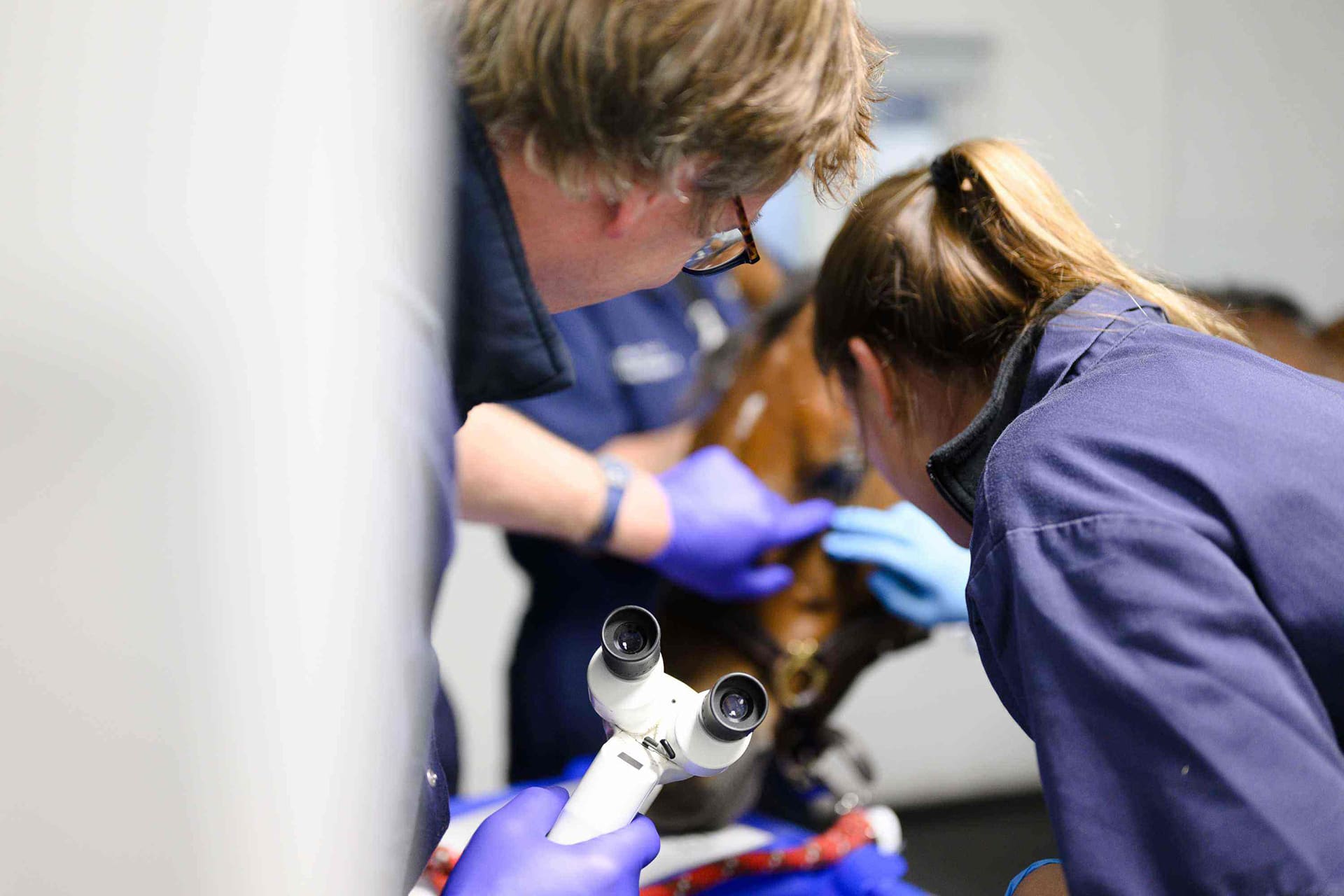 Horse having eye exam by vets