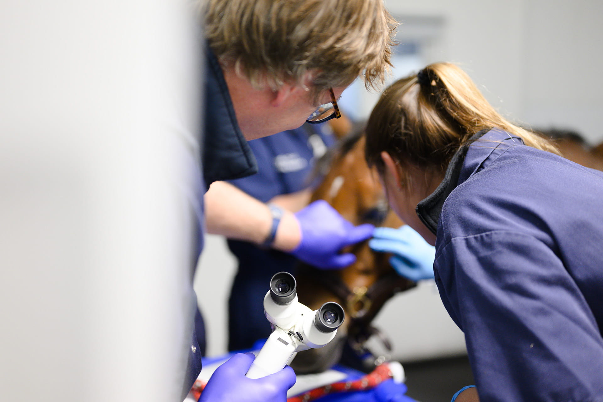 Horse's eye being examined by vets