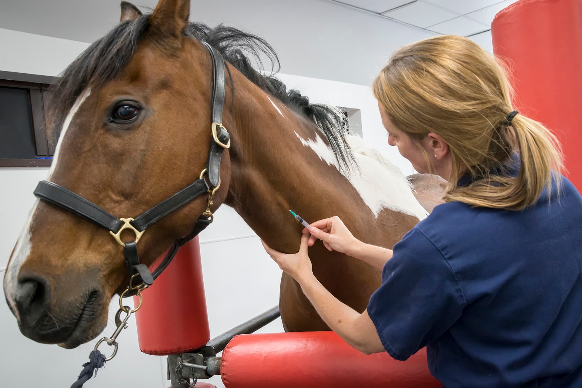 Horse getting vaccination