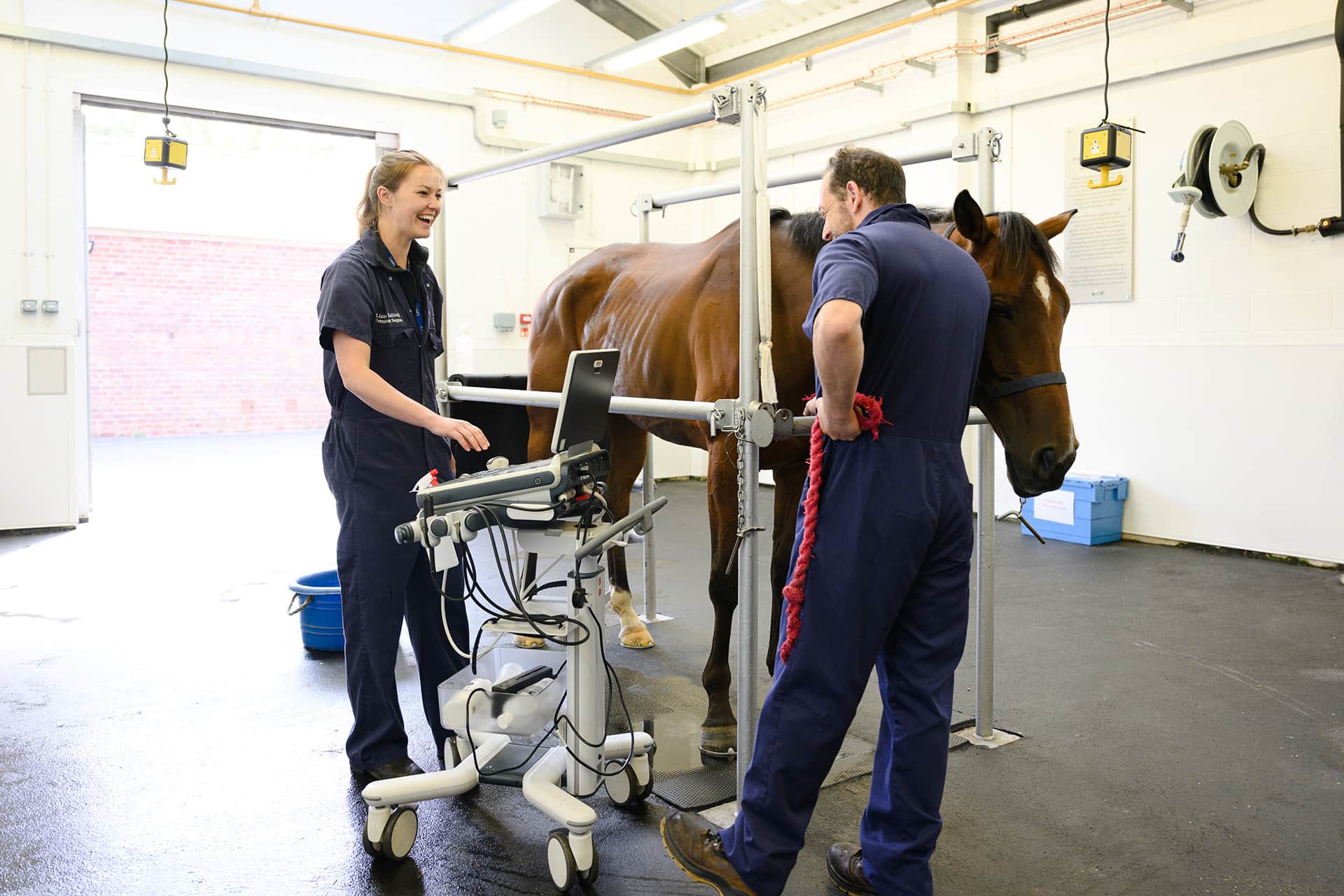 Horse getting scan