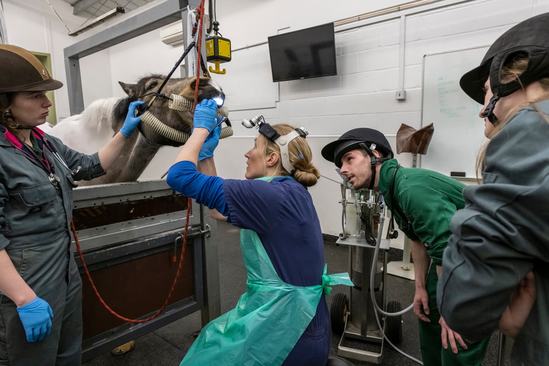 Vet teaching students