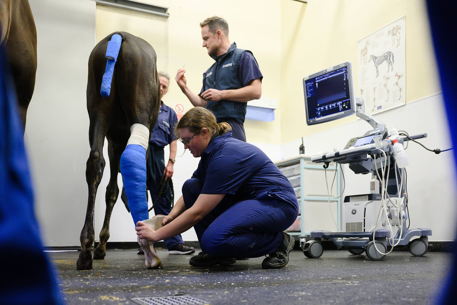 Horse receiving treatment for injured leg