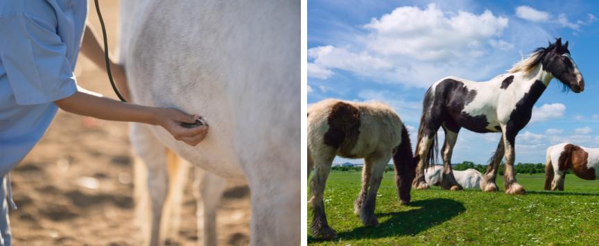 Split image showing vet using stethoscope on horse and horses grazing in field