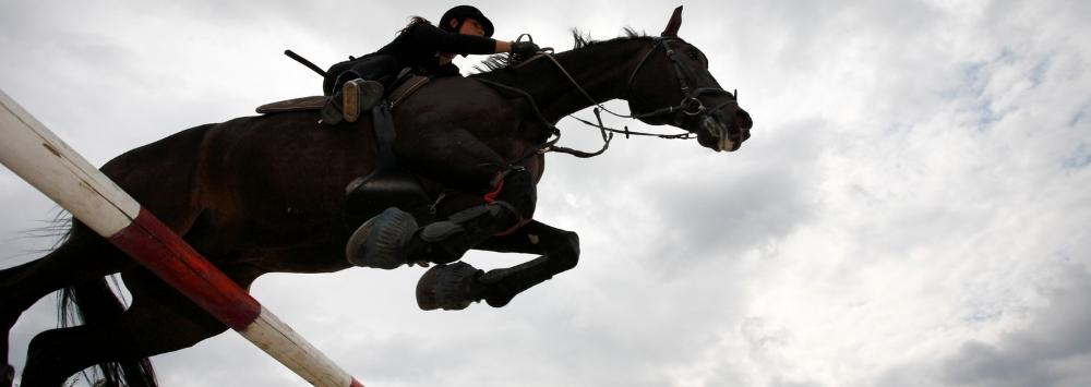 Bay horse and rider showjumping