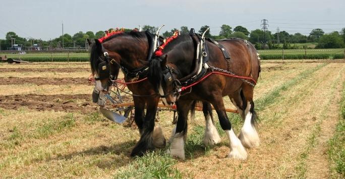 Two Shire horses in show attire