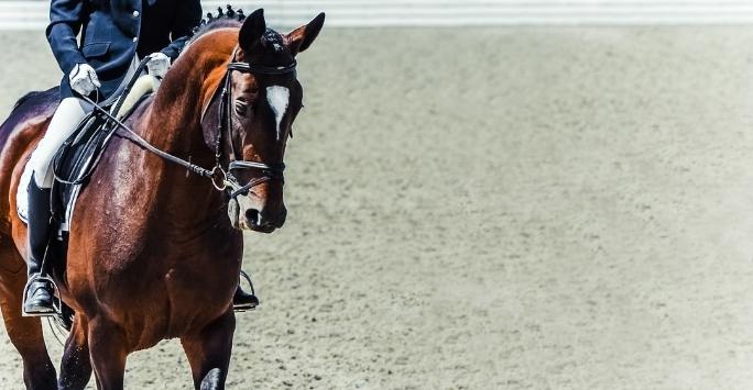 Bay horse in dressage arena