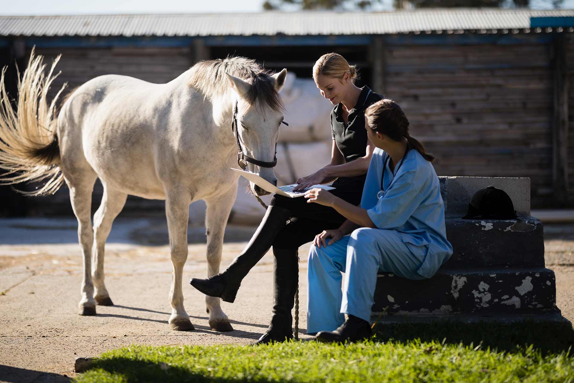 A jockey with a vet using a laptop while sitting by a horse