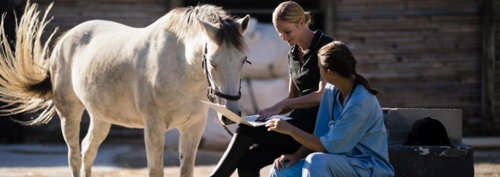 Grey horse with vet and owner sat down outside
