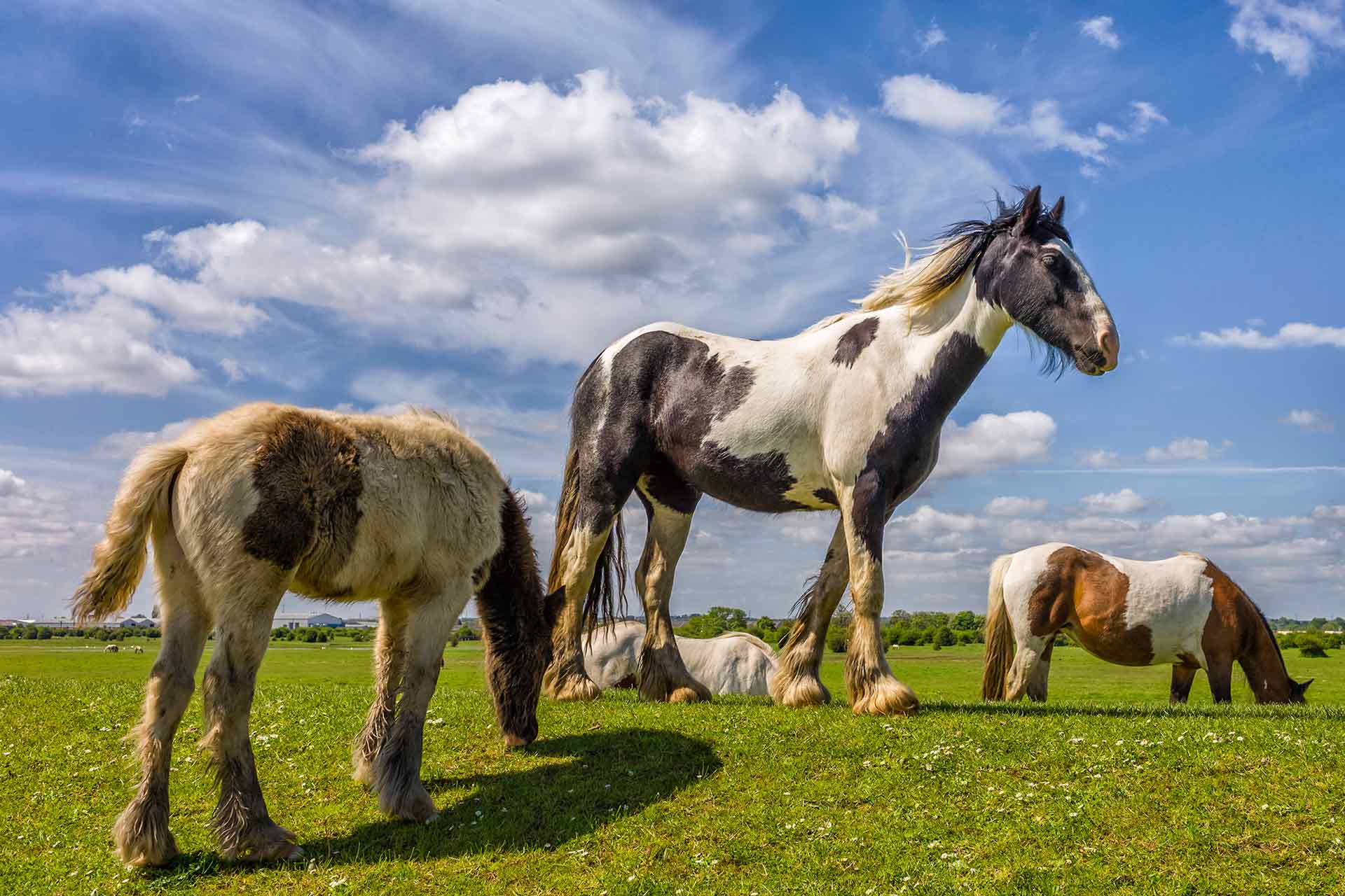 View of skewbald horses grazing on open pasture on the bank of the River Hull on Swine Moor.