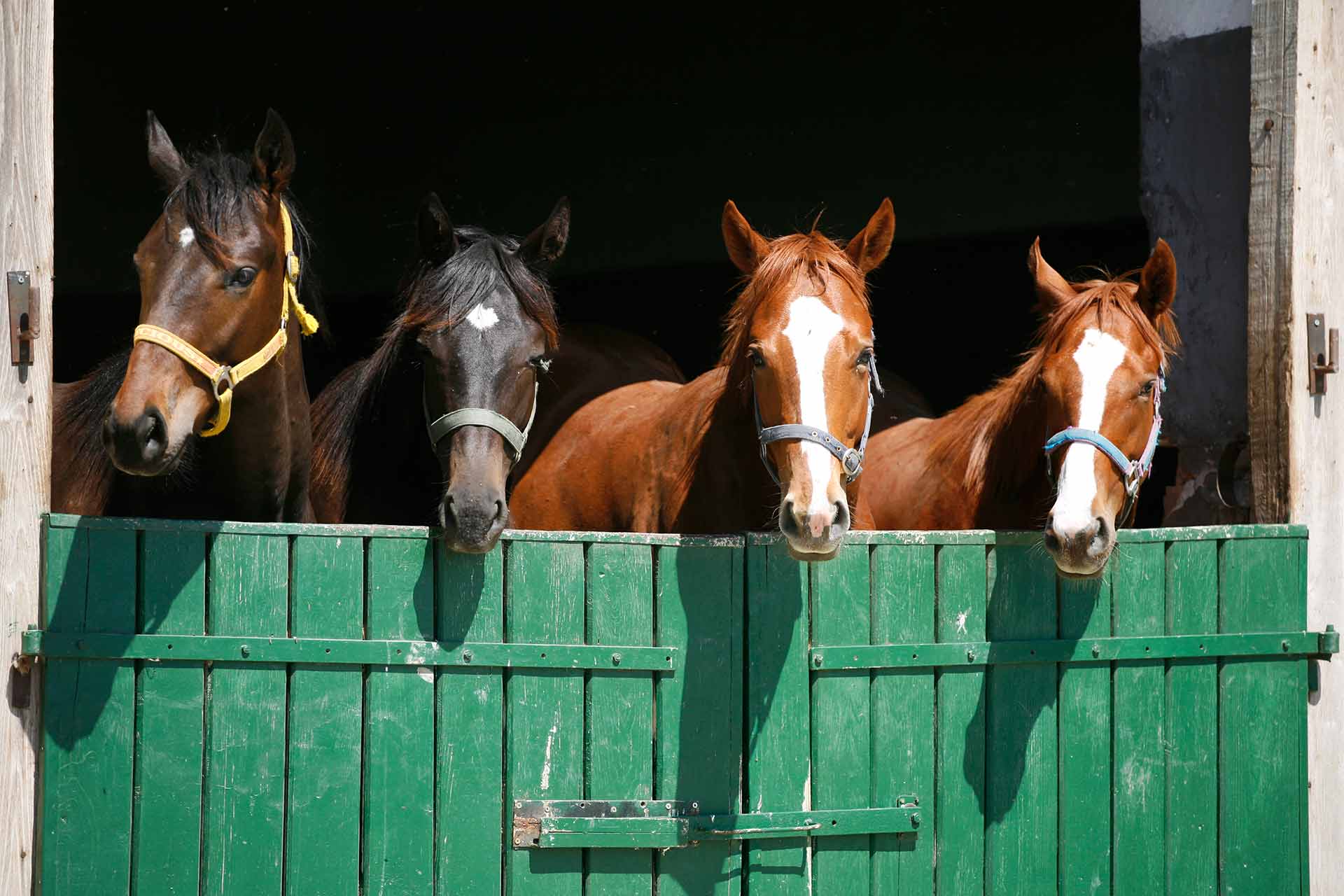 Four thoroughbred horses standing at a barn door.