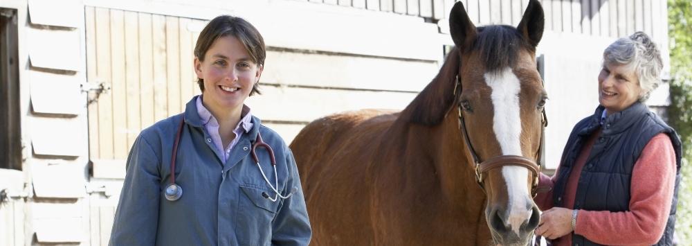 Bay horse with owner and vet looking at camera