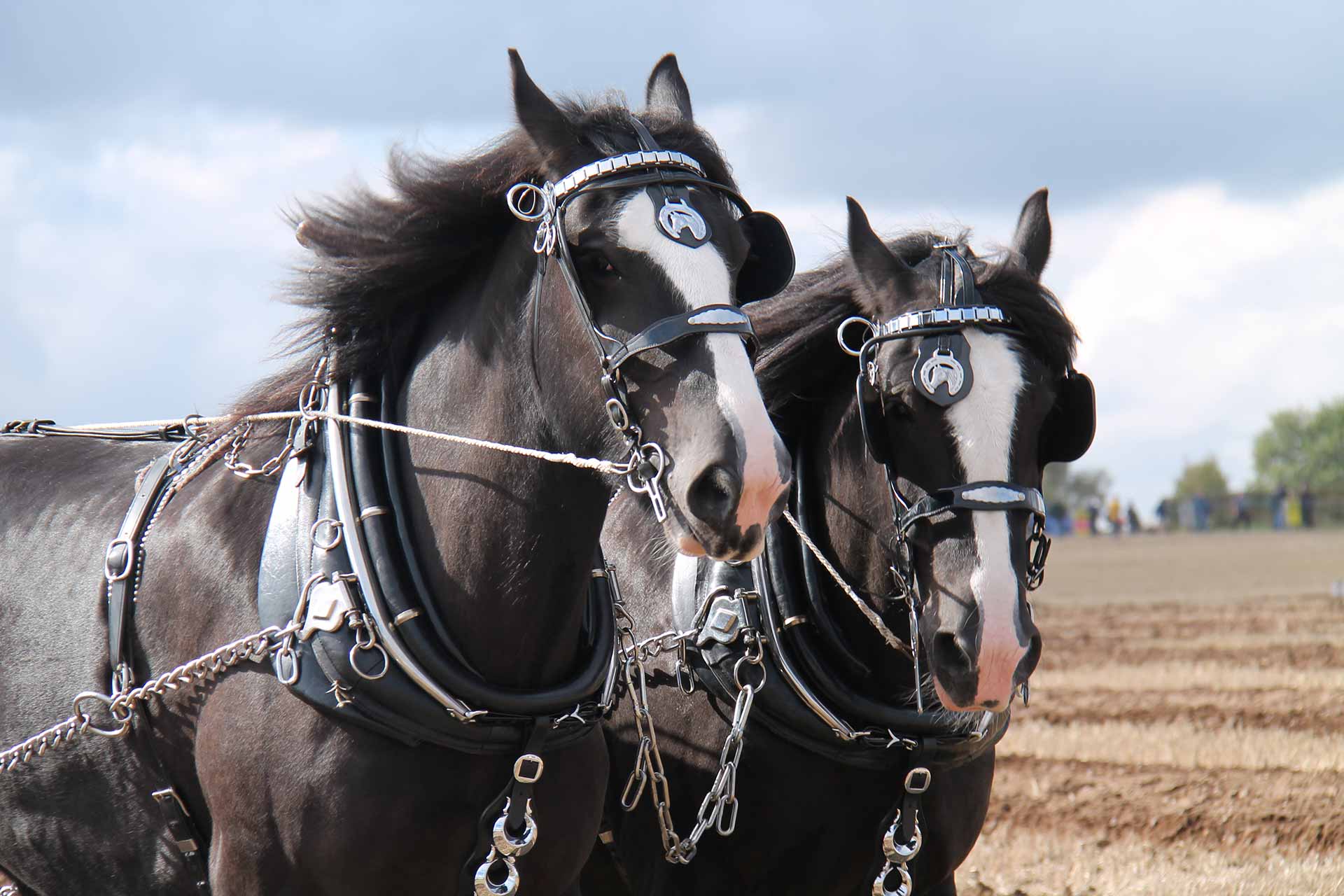 A pair of shire horses with a leather harness.