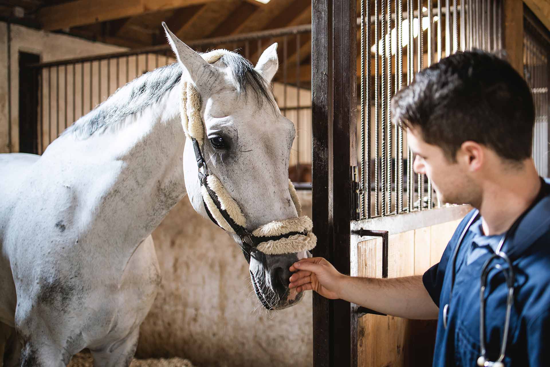 A vet checks a horse's health in a stable.