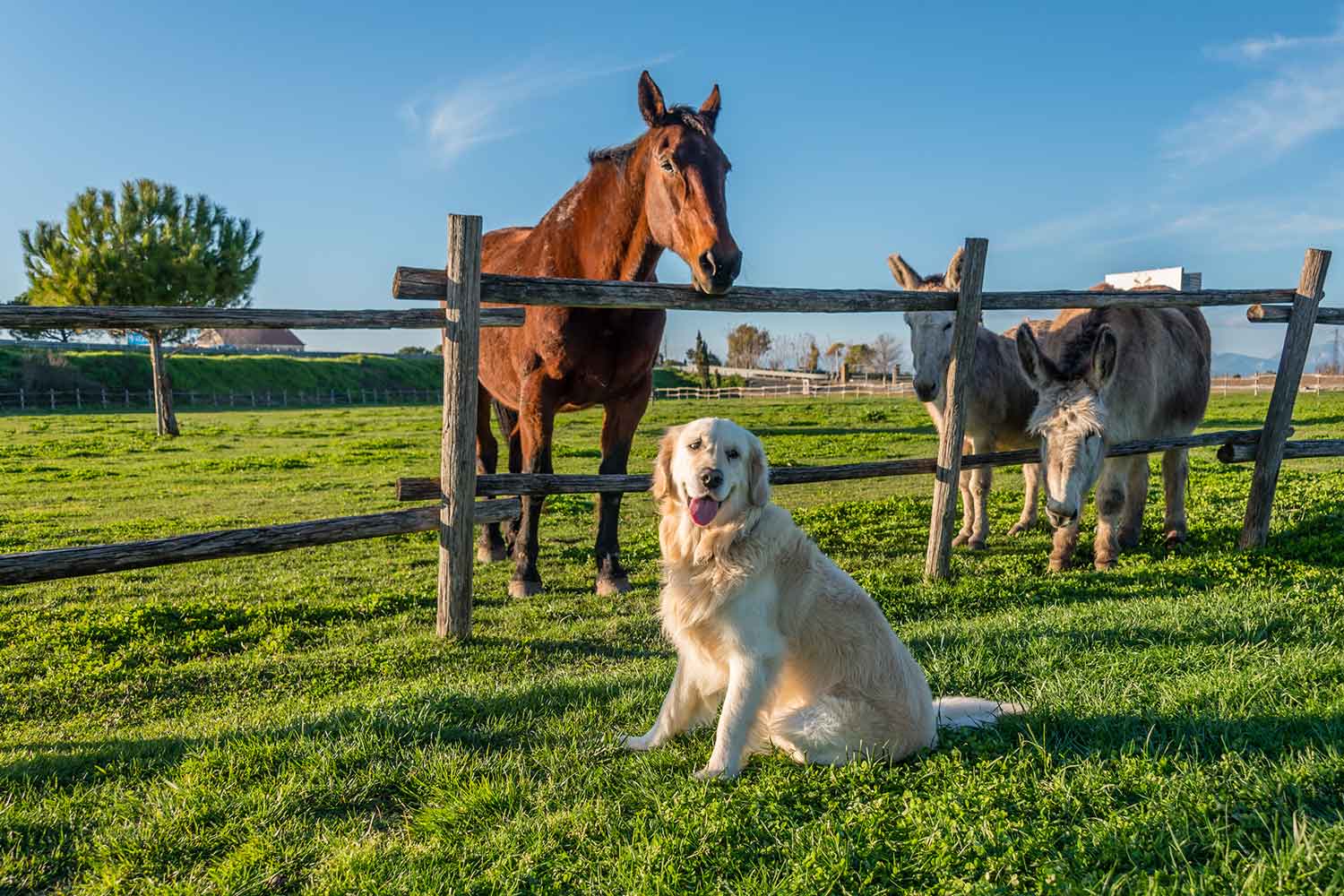 A golden retriever sits on grass, in front of a horse and donkeys in a fenced field behind.