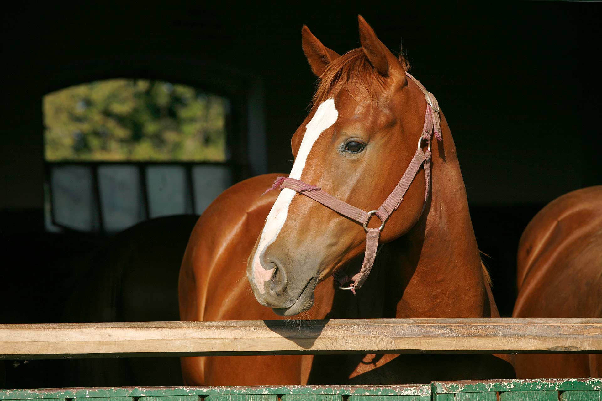 A young chestnut horse looking out over a stable fence.