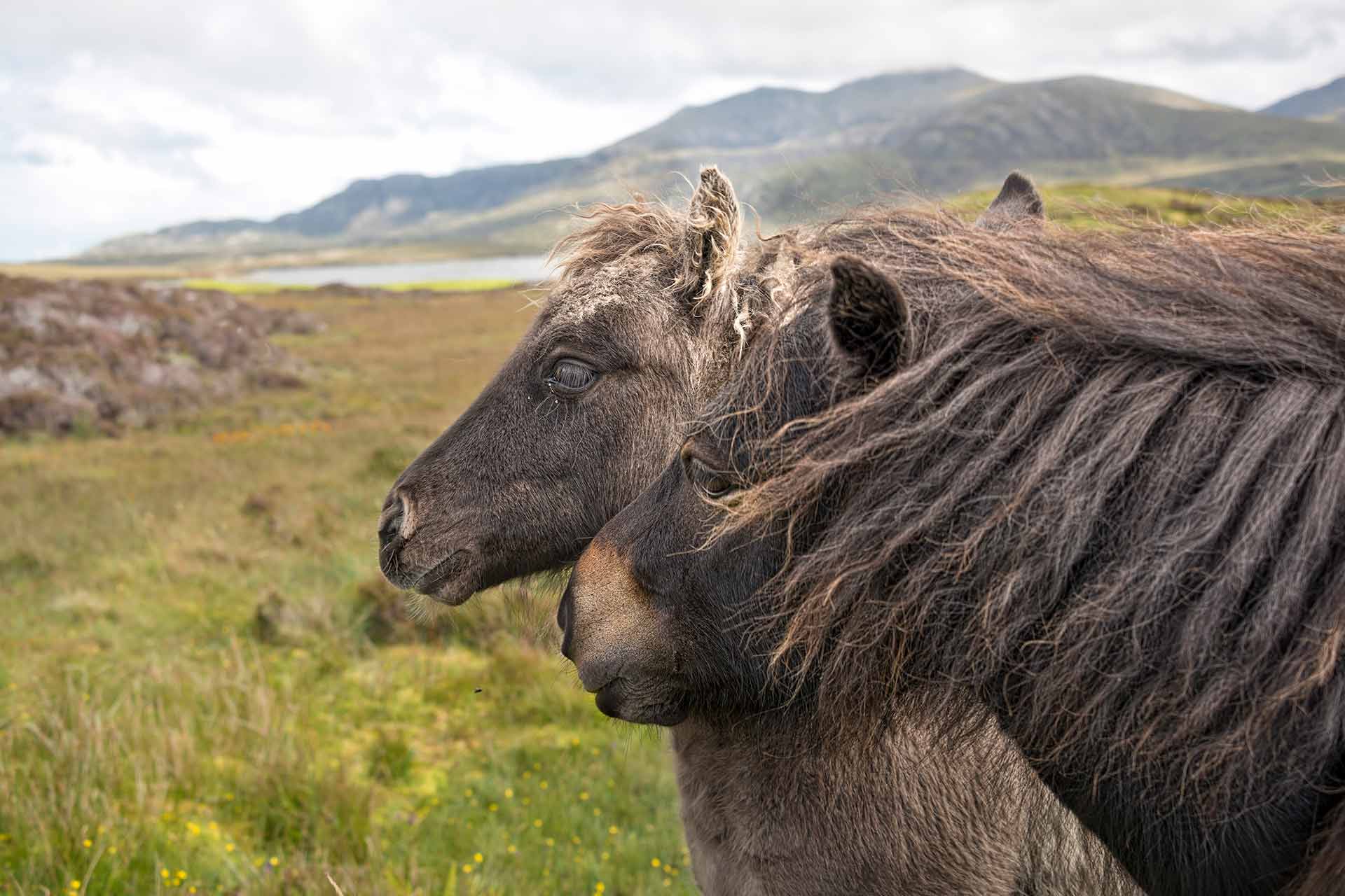 Two Shetland ponies in the countryside of the Outer Hebrides.