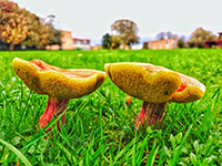 mushrooms in a field