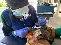 Owl being treated for parasites