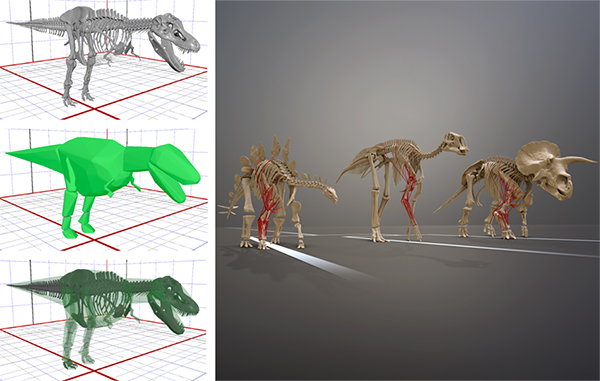 Evolutionary Morphology and Biomechanics Group