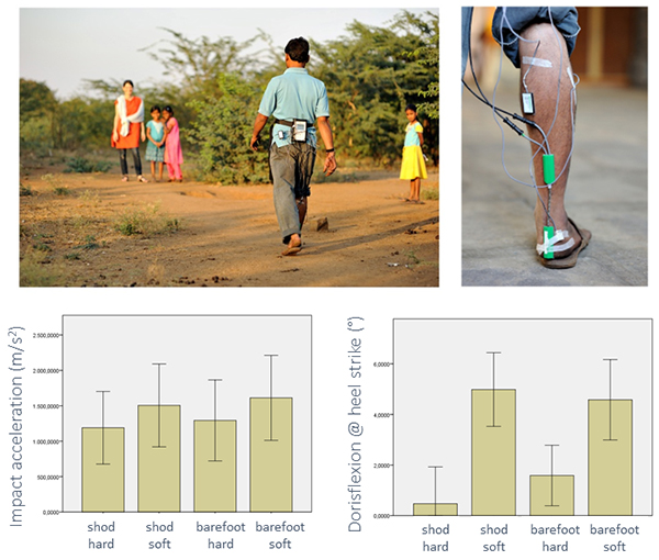 Evolutionary Morphology and Biomechanics Group