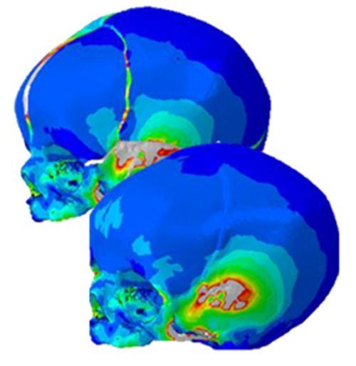 Evolutionary Morphology and Biomechanics Group