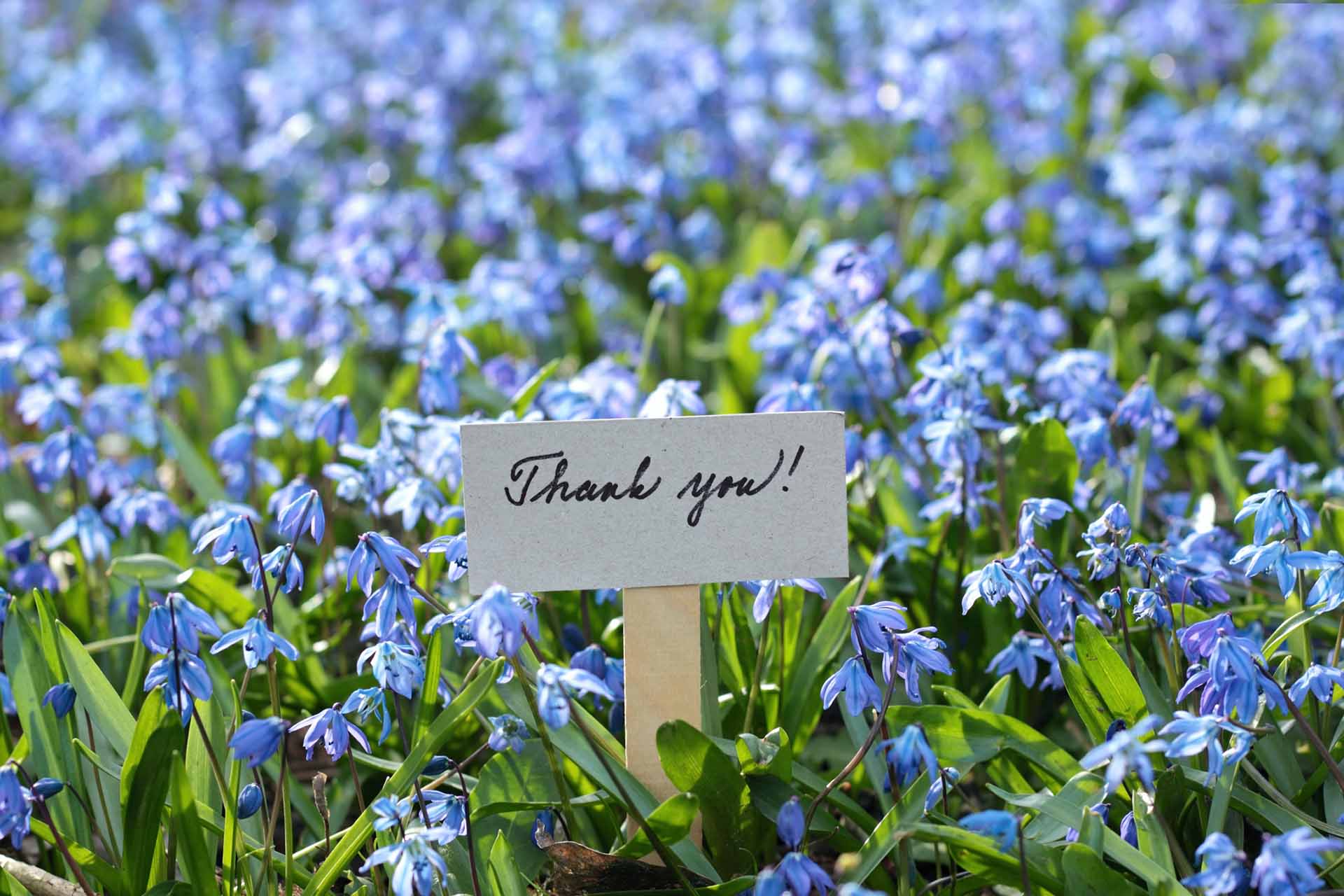 Thank you plaque in a field of flowers