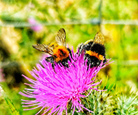 Bees on a flower