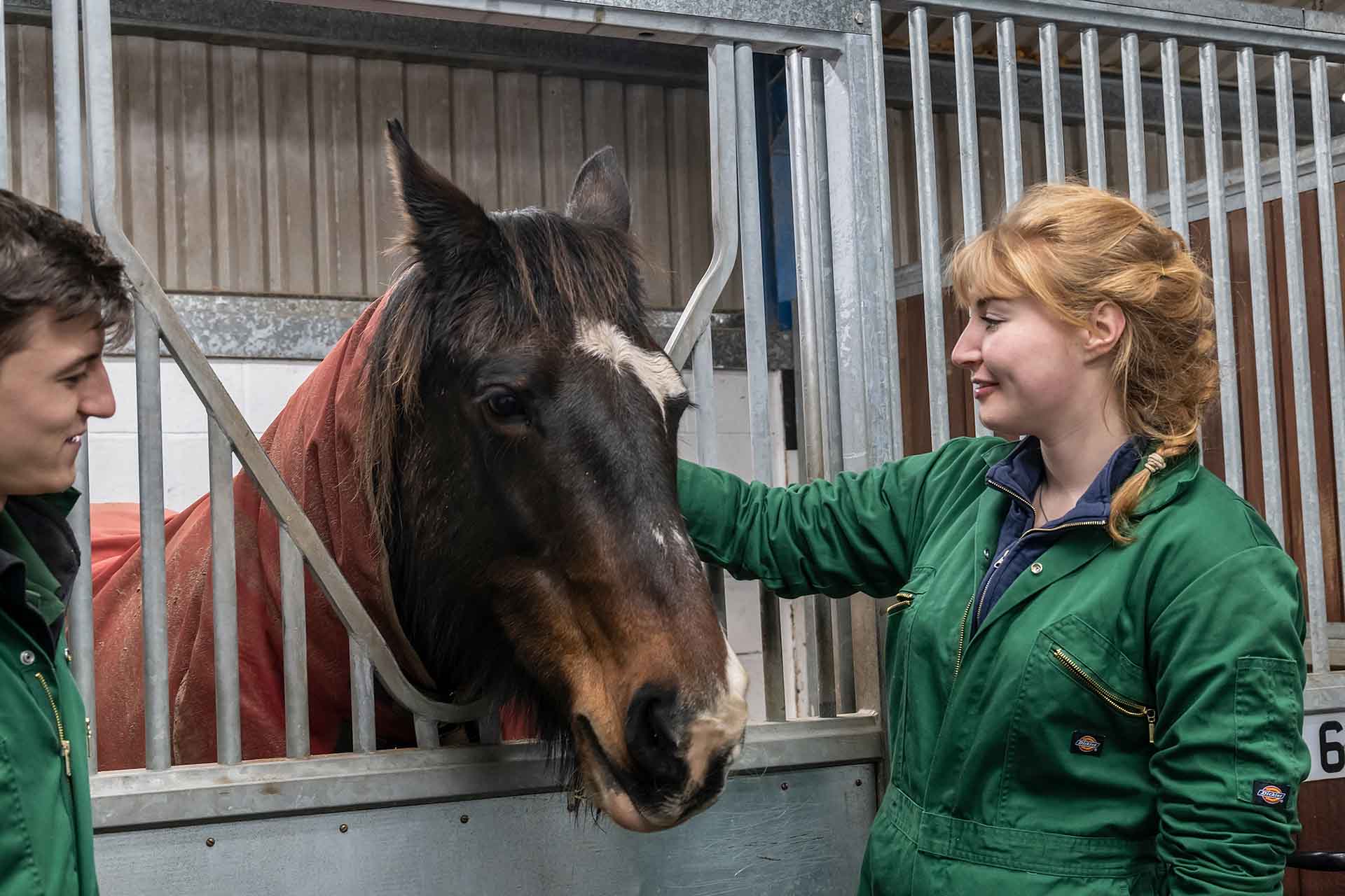 Vets with a horse at Leahurst.