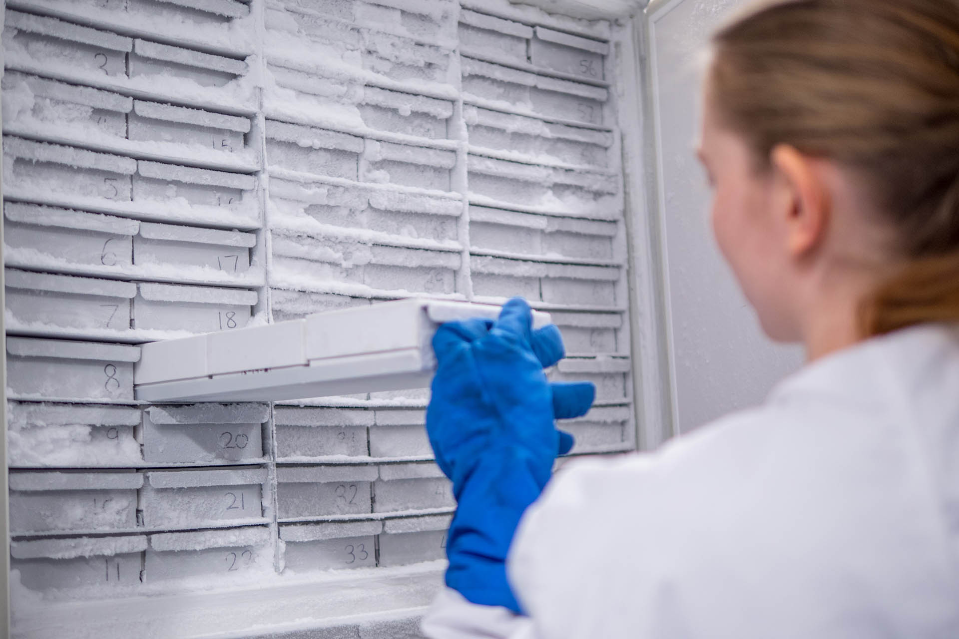 Scientist putting samples in a freezer