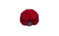 image of a brain