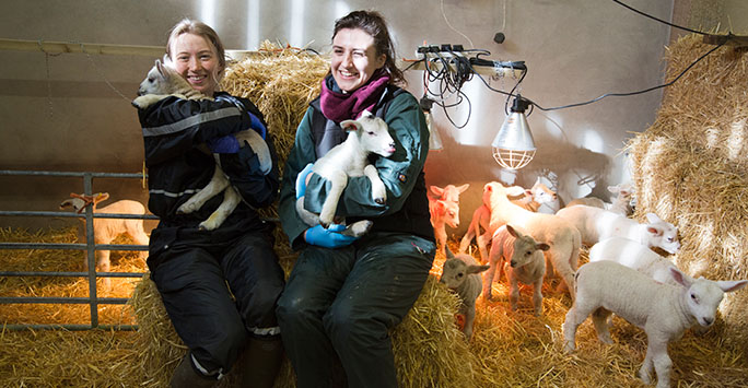 Veterinary students with lambs