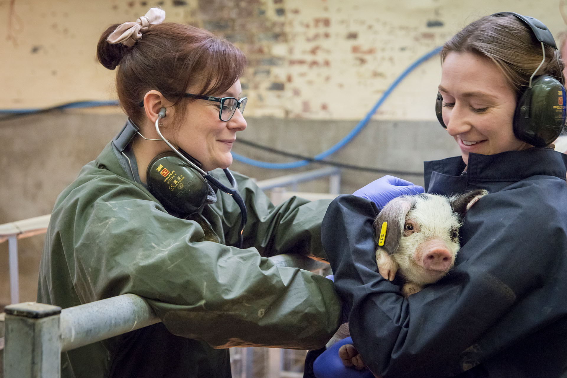 Students working with piglets