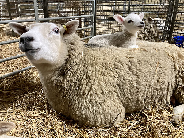 Lambs in leahurst