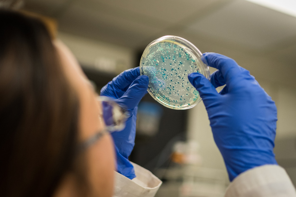 Scientist examining bacterial culture