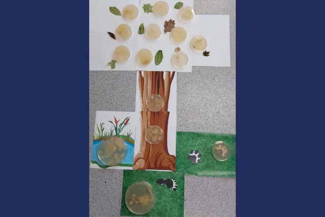 The picture depicts microorganisms on all forms of life, from each leaf, tree, pool of water to footprints showing the variety of the microbiome in a beautiful way. Though not visible, the microbiome is ever present and truly is an intricate, unseen network that exists within all living things and ecosystems, shaping our environment in ways we often don’t fully appreciate. The picture is taken in