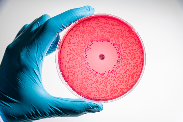 a gloved hand holding a pink petri dish