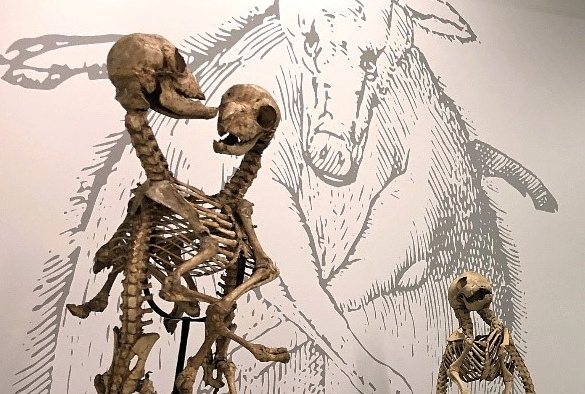 Skeleton of a conjoined sheep on display at the exhibition