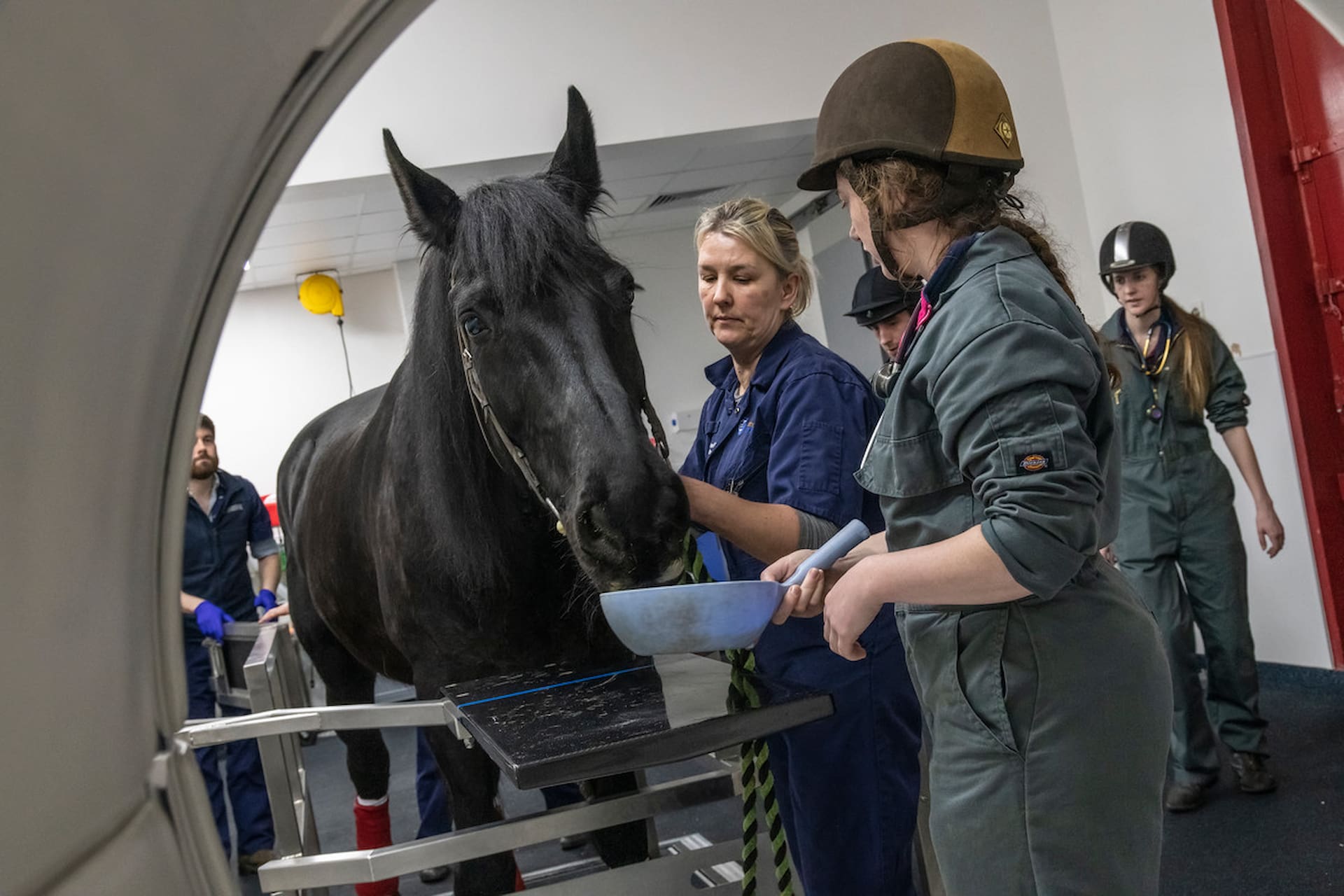 Two veterinary sciences students with a horse