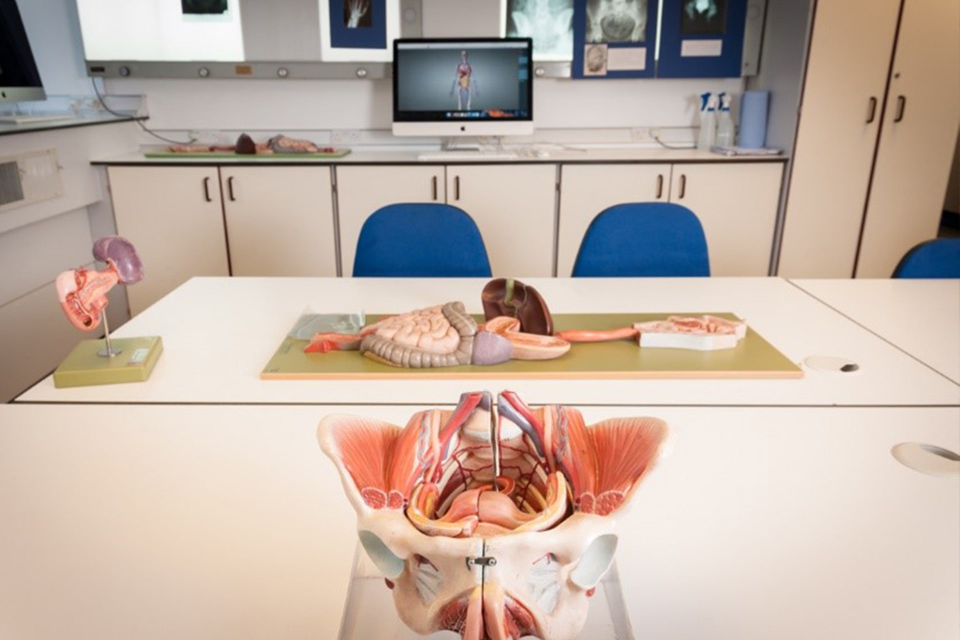 Anatomy teaching models layed out on a table