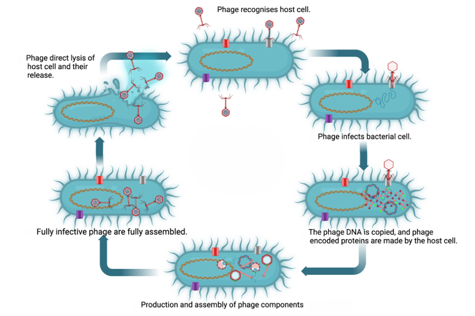 Phage life cycle illustration