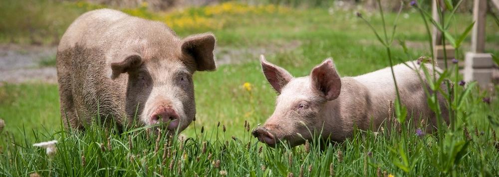 Two pigs outside standing in grass