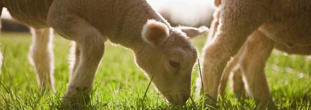 Lamb in field