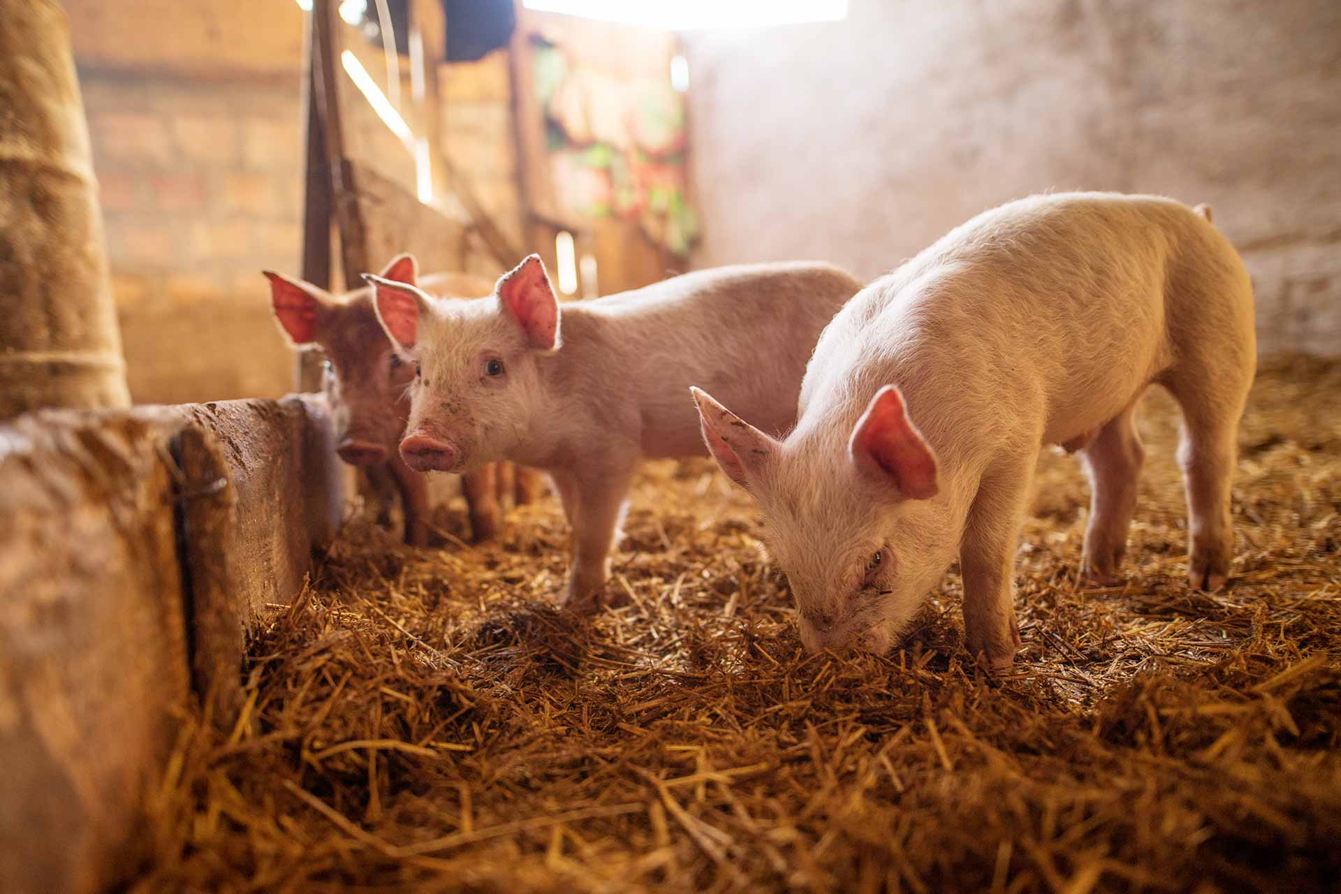 Three small piglets on a farm.