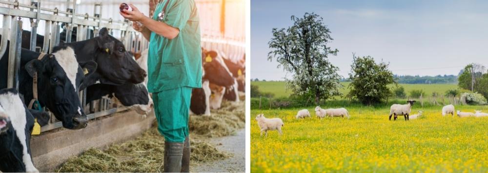 Split image showig a vet on a farm with cows and also sheep grazing in a field