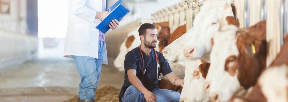 Vet and farmer assessing cows in a barn