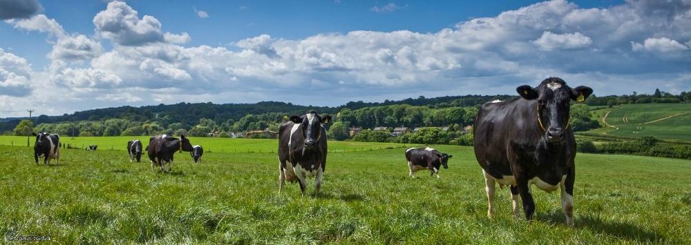 Cows grazing in pasture