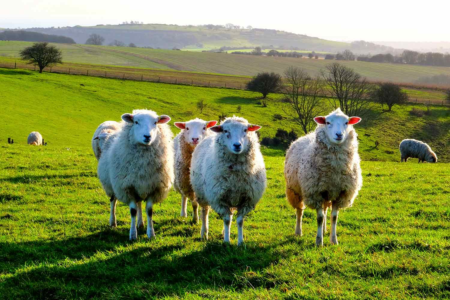 Sheep in a field, with rolling countryside in the background.