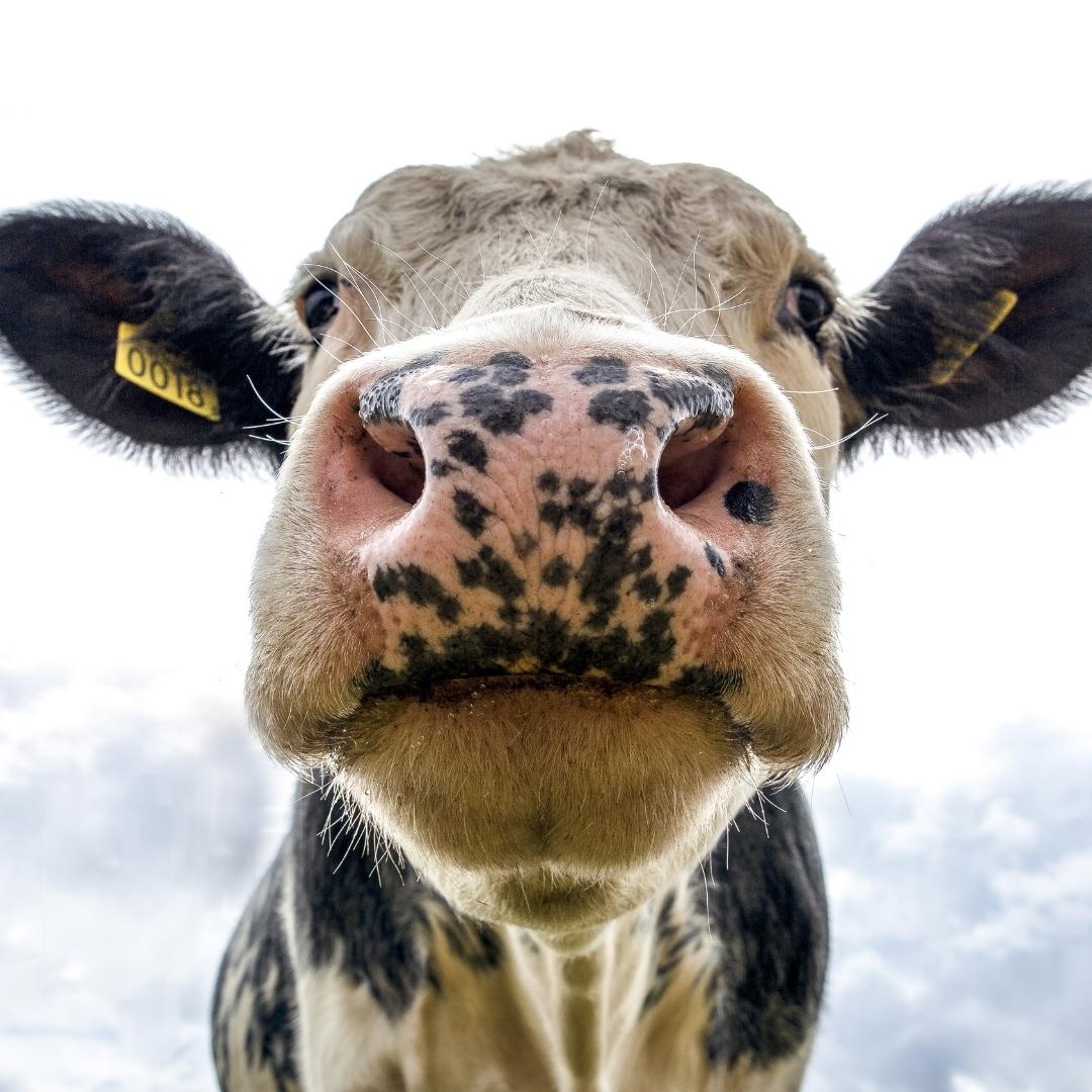 Cow looking down at camera with cloudy sky in background