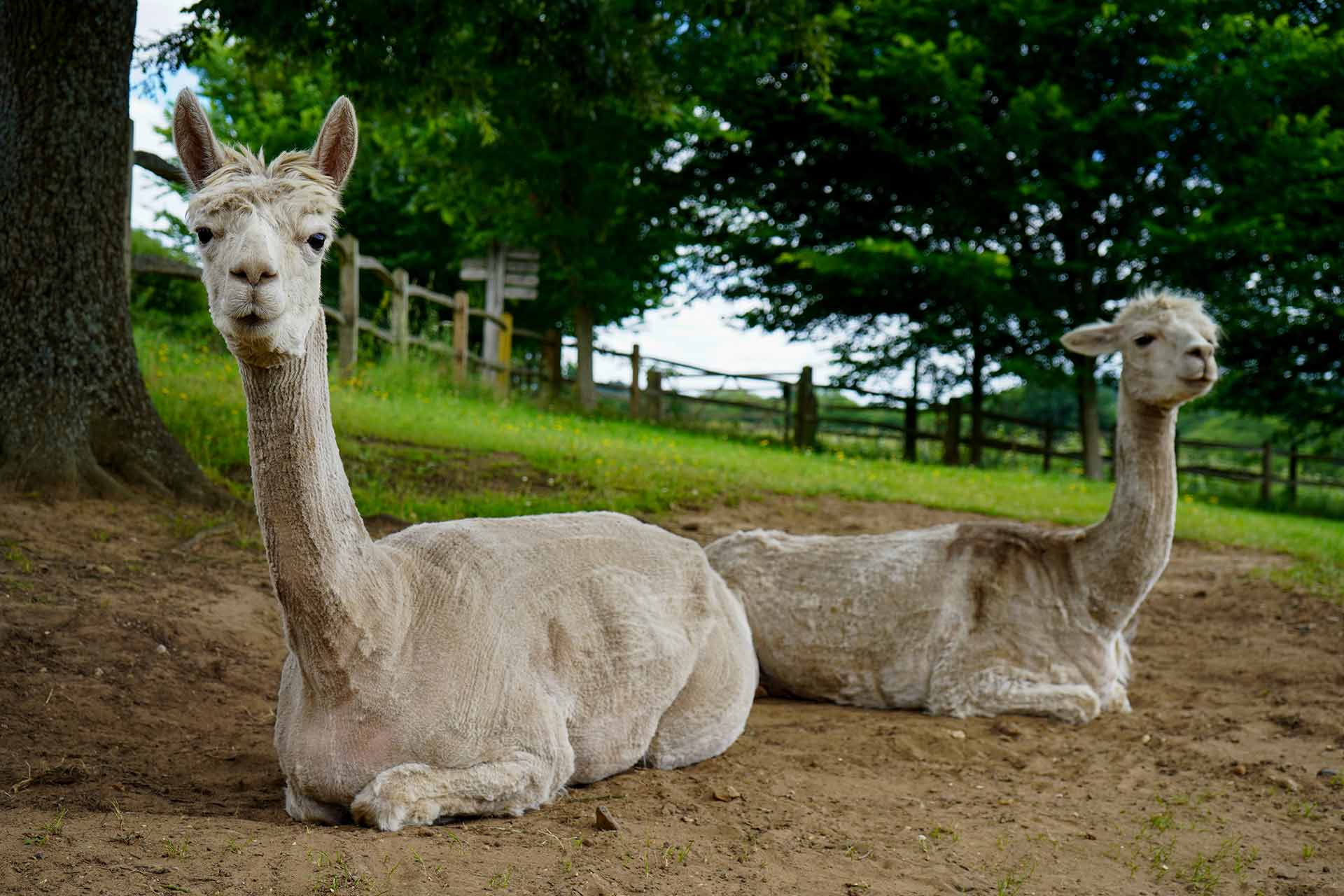 Two alpacas sitting in a field, with trees in the background.
